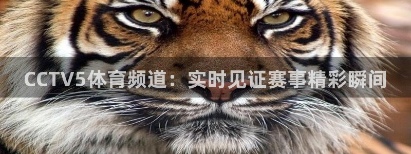 说球帝在线：CCTV5体育频道：实时见证赛事精彩瞬间